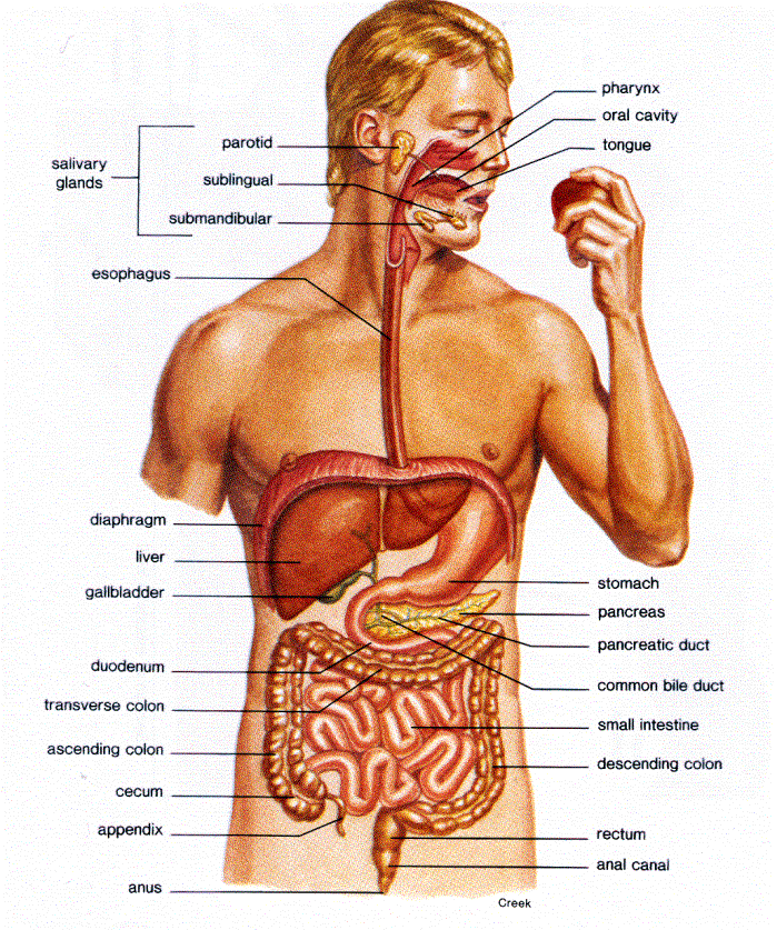 digestive system diagram blank. circulatory system diagram