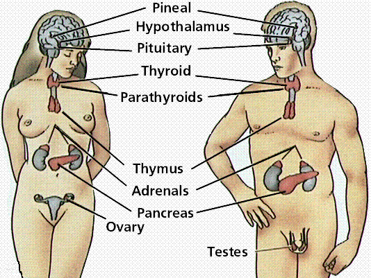  hormones and glands. As the body's chemical messengers, 