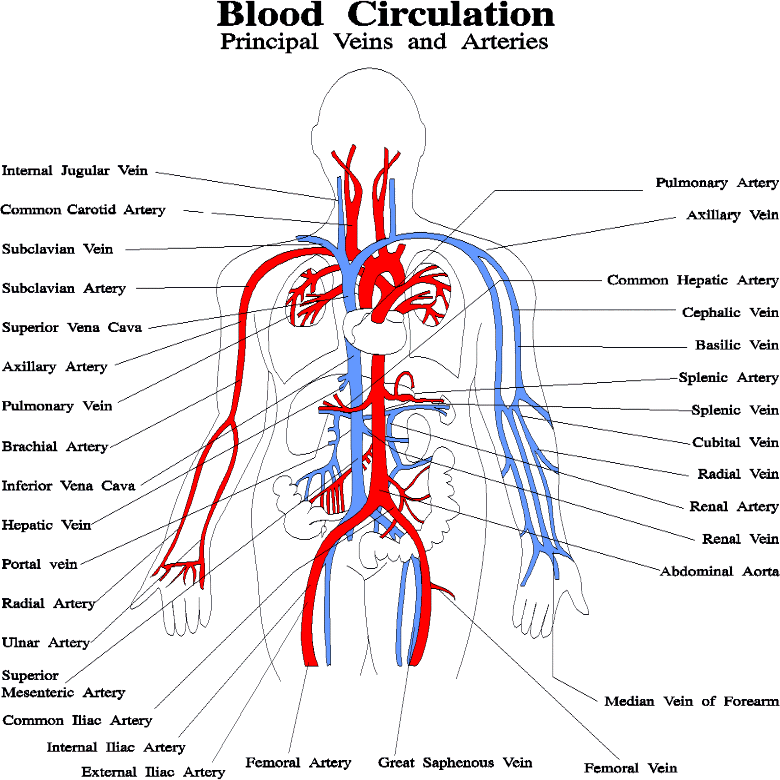 Human Cardiovascular System