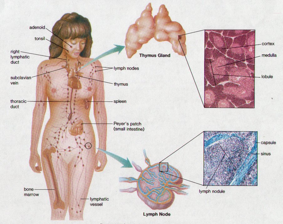 Human Lymphatic System