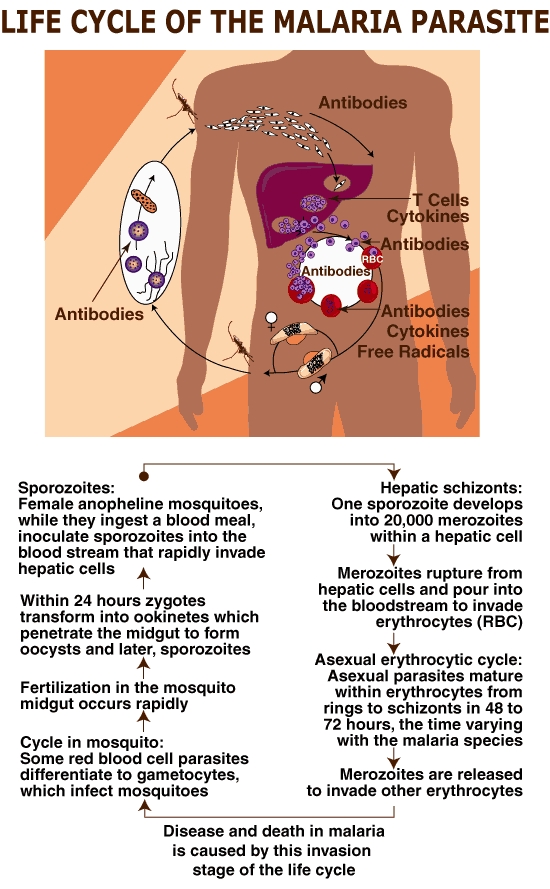 Malaria